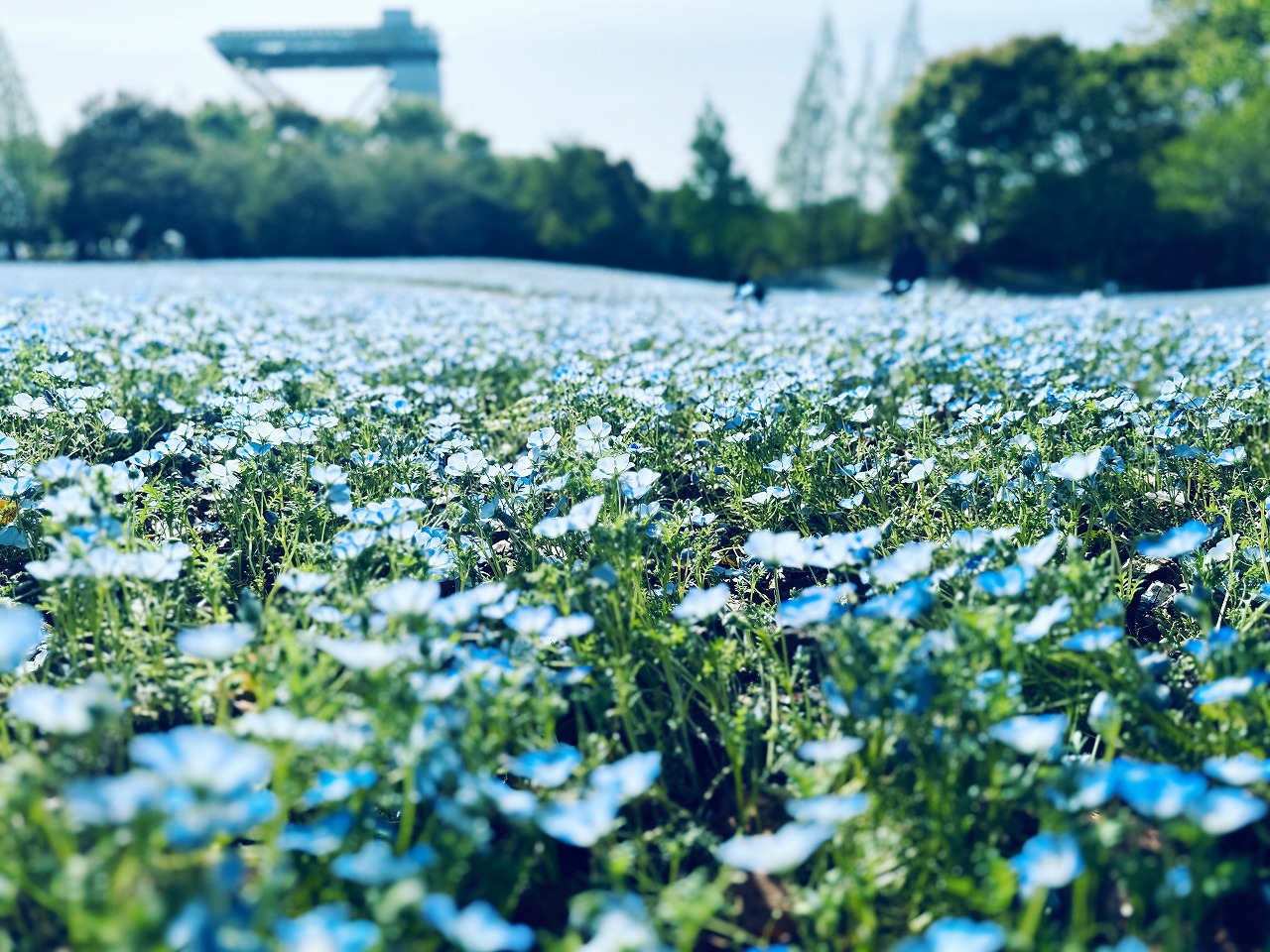 ネモフィラガーデン ｜見ごろのお花｜ぎふワールド・ローズガーデン