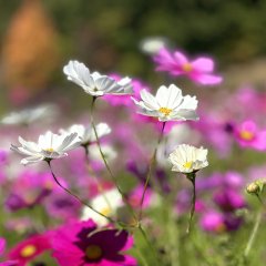 コスモス | 秋