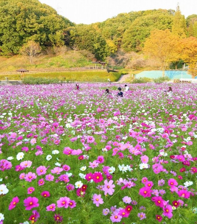 公式 ぎふワールド ローズガーデン 可児市 バラと花々の大庭園