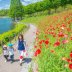 ポピー | 春