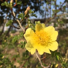 春　カナリーバード