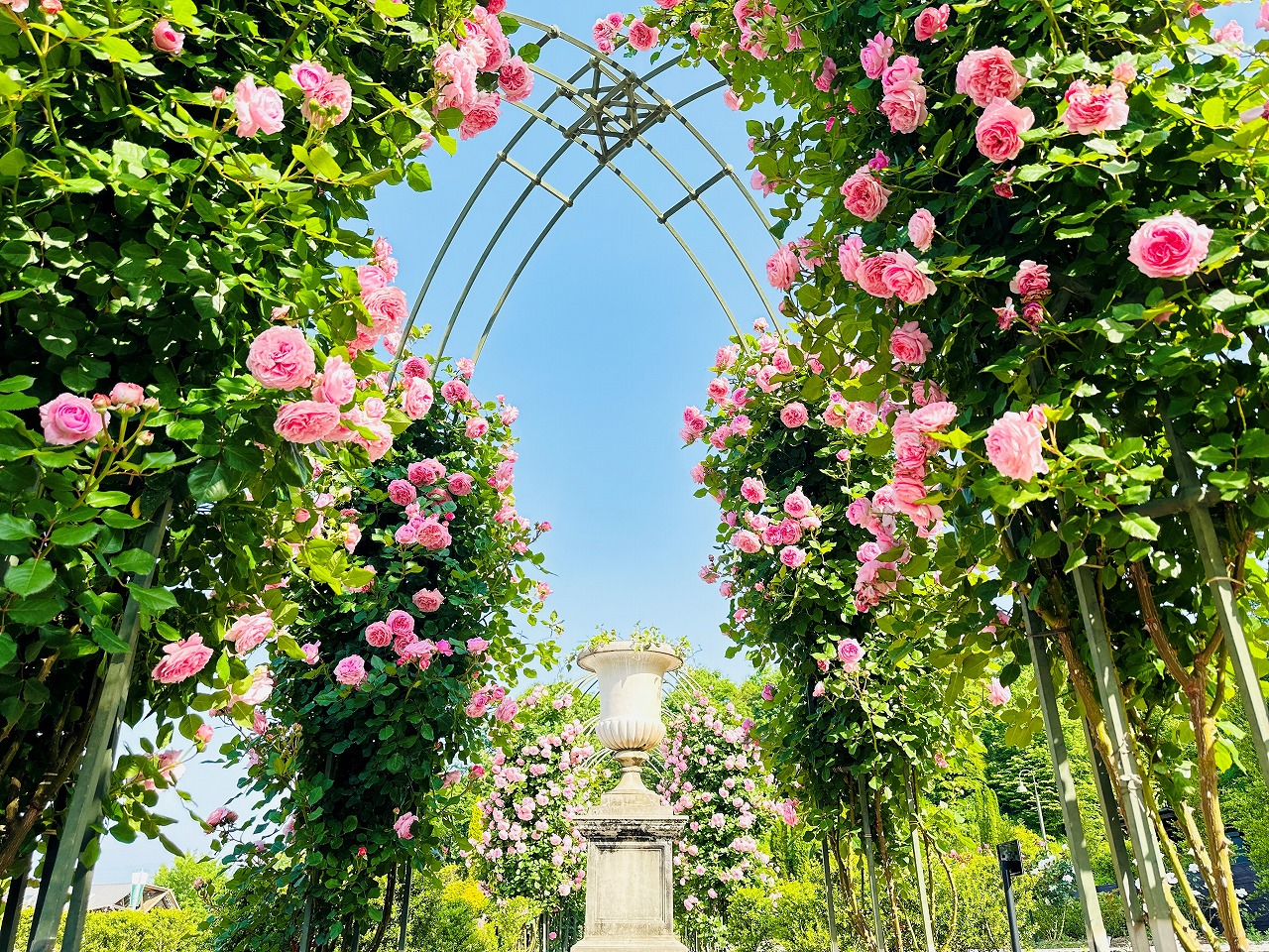 バラ（香りの庭） ｜園内のお花｜ぎふワールド・ローズガーデン