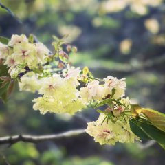 ウコンザクラ | 春