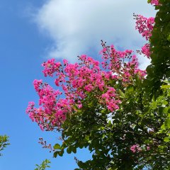 サルスベリ | 夏
