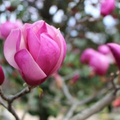 紫モクレン | 春