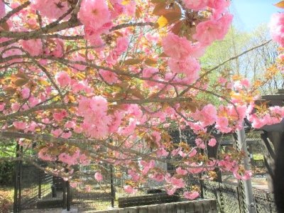 サトウザクラ（八重桜） | 春