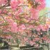 サトウザクラ（八重桜） | 春