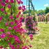 バラ(6月の庭) | 春