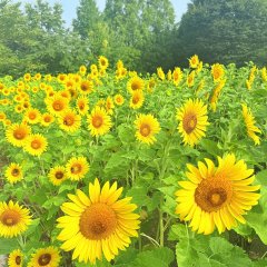 ヒマワリ | 夏