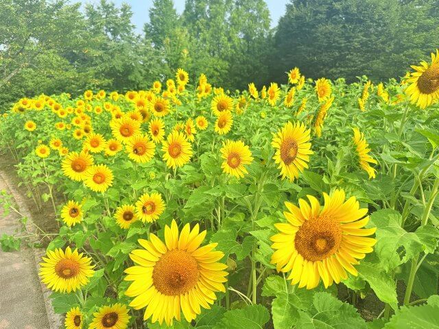 ヒマワリ | 夏
