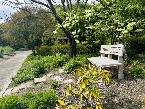 季節の宿根草・1年草など(秋) | 秋