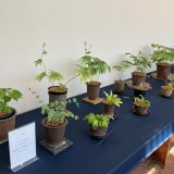 希少植物と岐阜県産セッコク展 | イベント