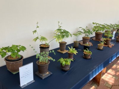 希少植物と岐阜県産セッコク展 | イベント