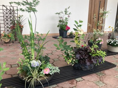 初夏の寄せ植え展示 | イベント