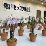 セッコク展示会・販売会 | イベント