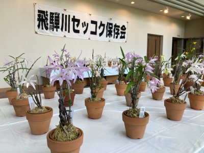 セッコク展示会・販売会 | イベント