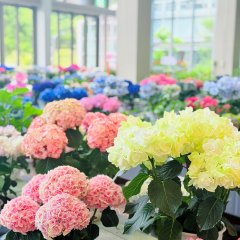 アジサイ【アジサイコレクション】 | 夏