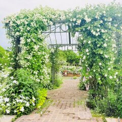 バラ（ホワイトローズガーデン） | 春