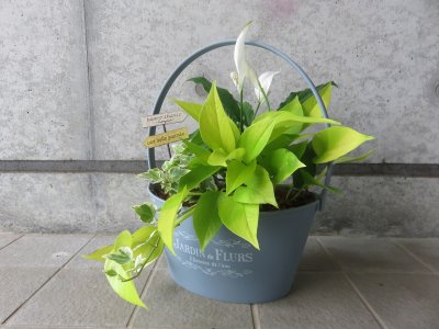 父の日の寄せ植え体験教室 | イベント