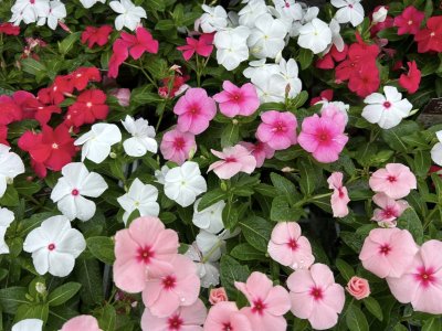 日日草 | 夏