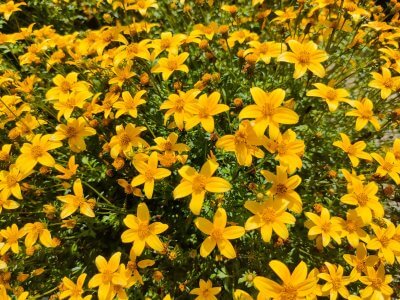 エコプランター寄せ植えをプレゼント | イベント
