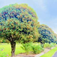 キンモクセイ | 秋