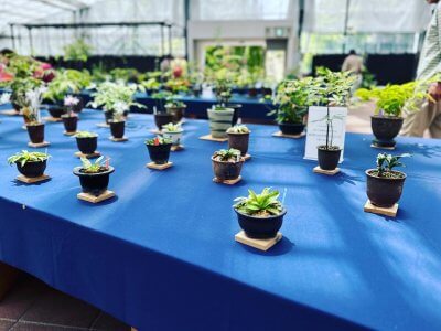 秋の山野草・セッコク・葉芸品展 | イベント