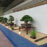 さつき秋季展 | イベント