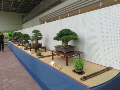 さつき秋季展 | イベント