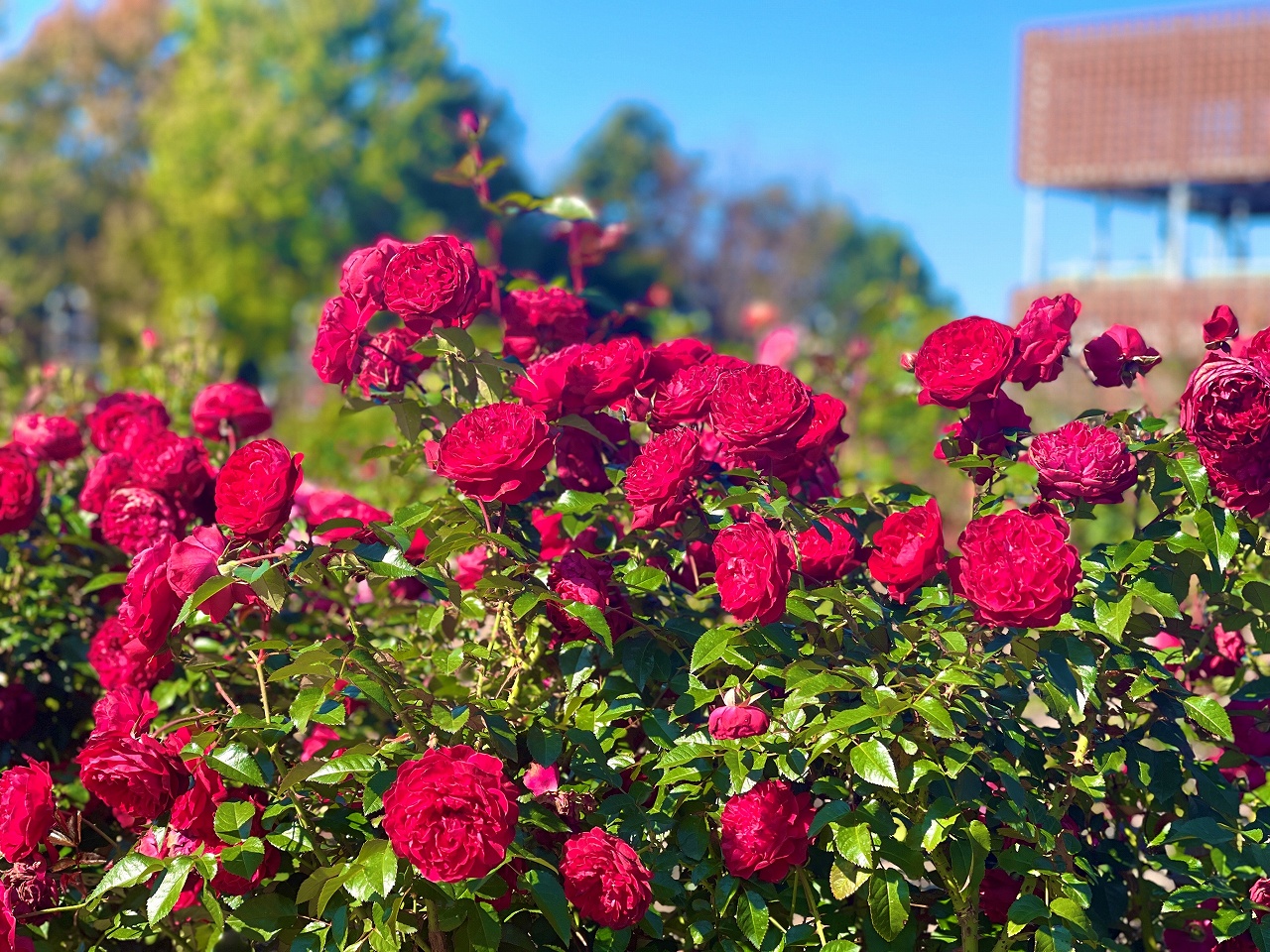 秋のローズフェスティバル