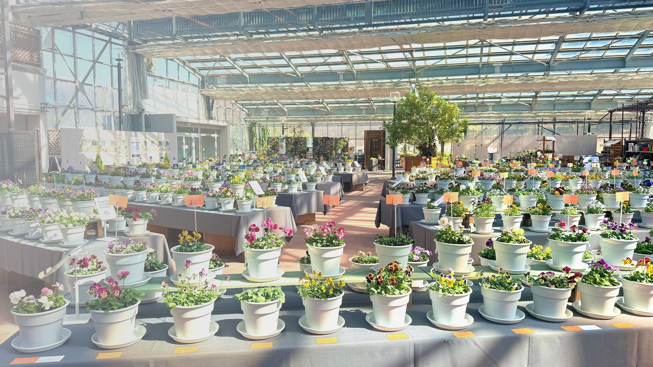 パンジービオラの世界展