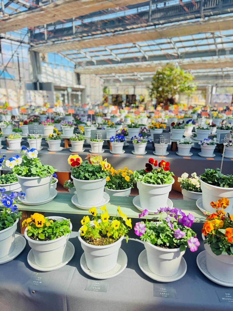 パンジービオラの世界展～十人十色のパンジービオラ～ ｜イベント｜ぎふ