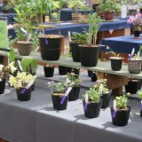 斑入り植物とセッコク展 | イベント