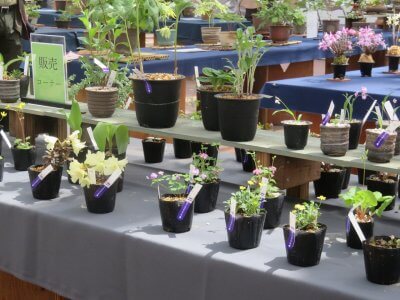 斑入り植物とセッコク展 | イベント