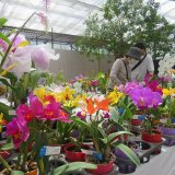 第60回洋らん展 | イベント