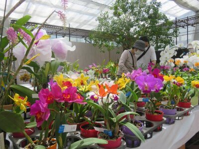 第60回洋らん展 | イベント