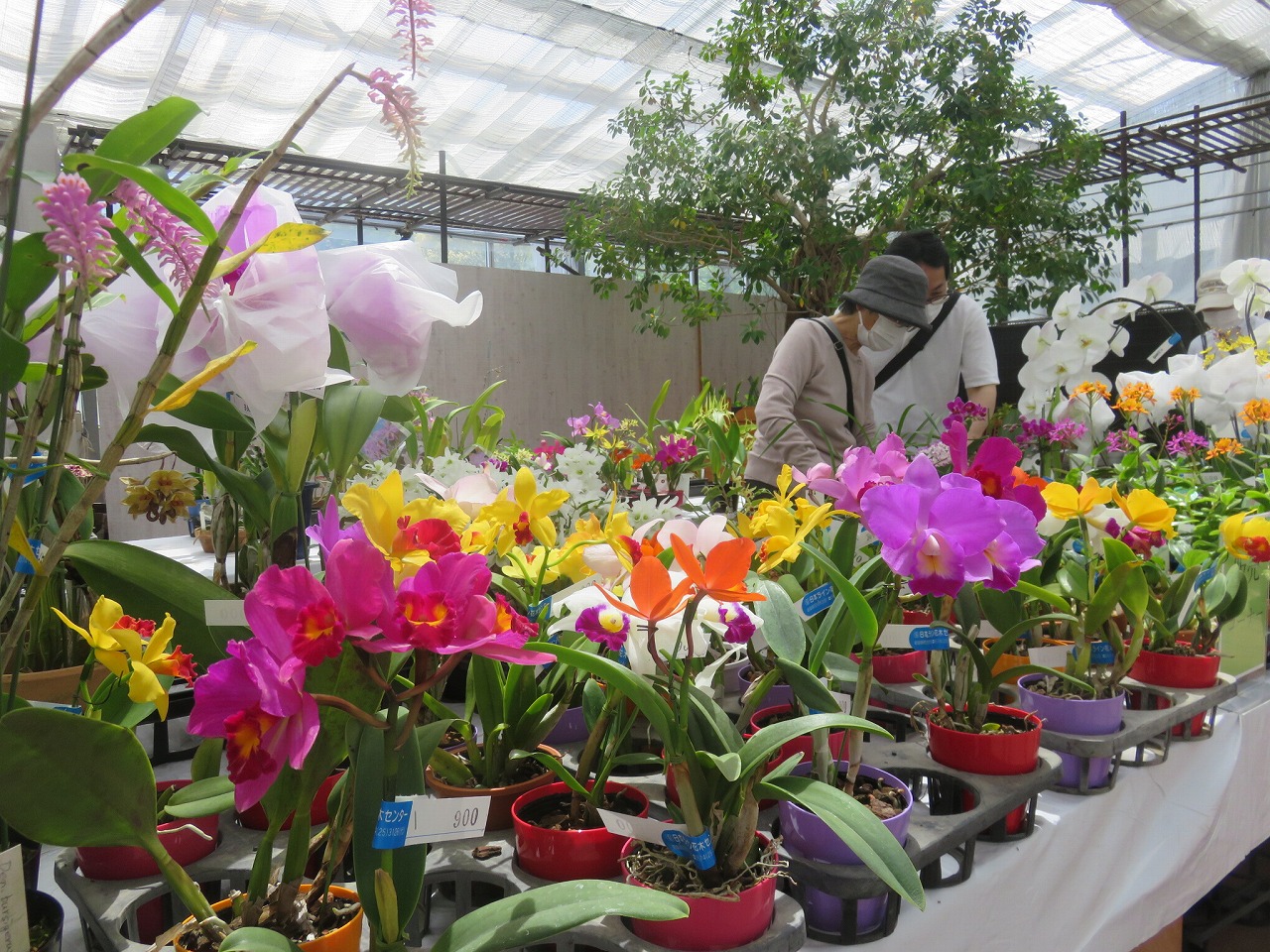 第60回洋らん展