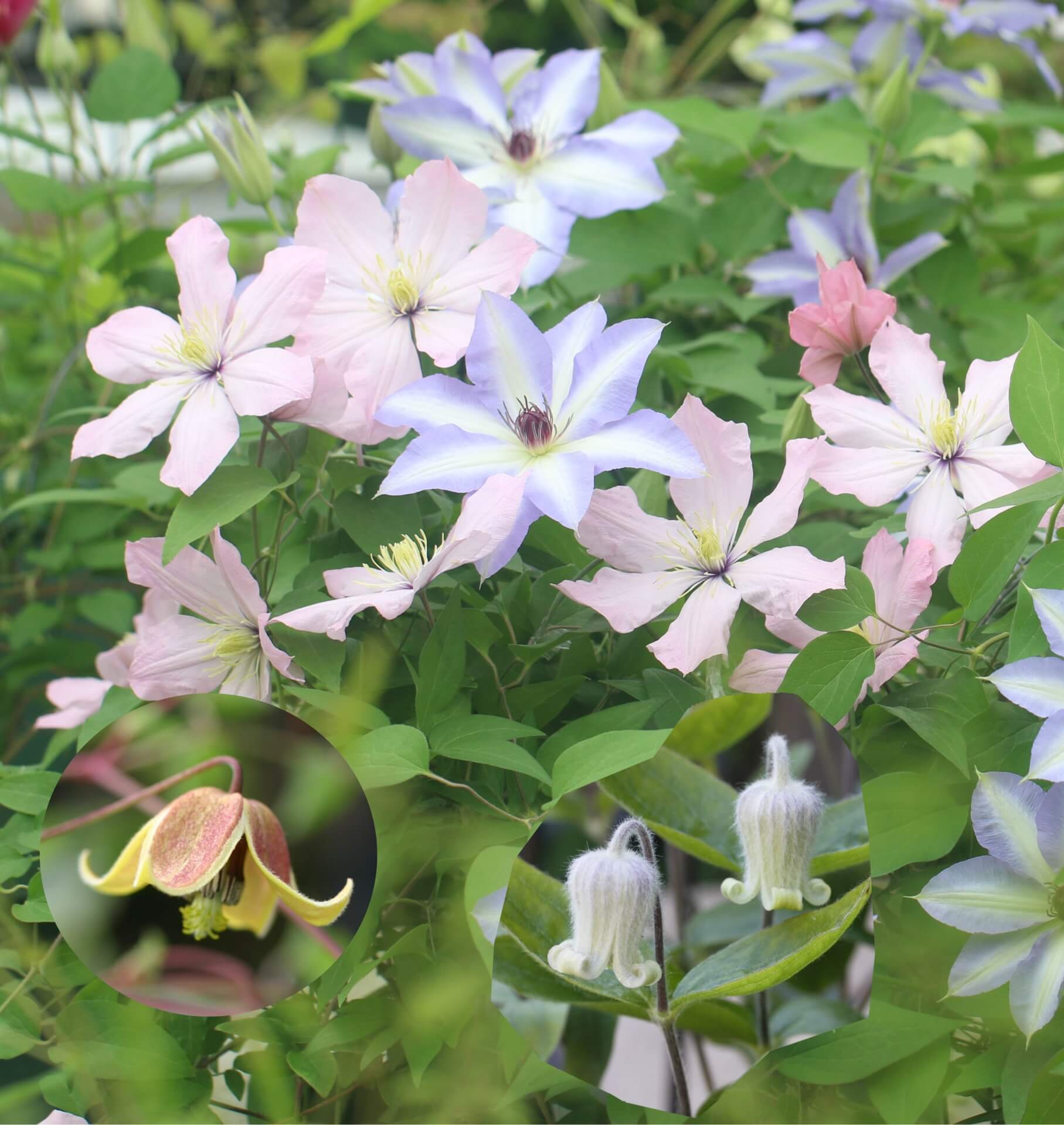 クレマチス　フェスタ2026