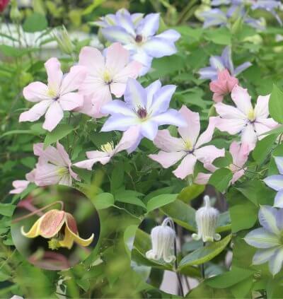 クレマチス　フェスタ2026 | イベント