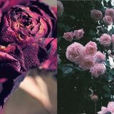 【事前予約制】トイカメラ薔薇写真撮影会 | イベント