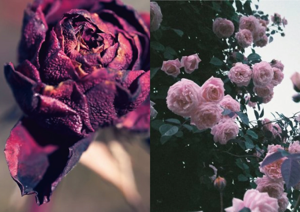 【事前予約制】トイカメラ薔薇写真撮影会