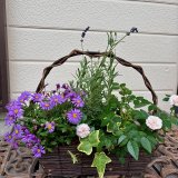 寄せ植え体験教室 | 予約制
