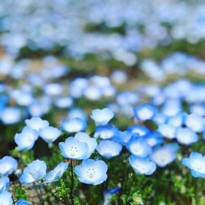 ネモフィラのかわいい寄せ植えを作りませんか？ | イベント