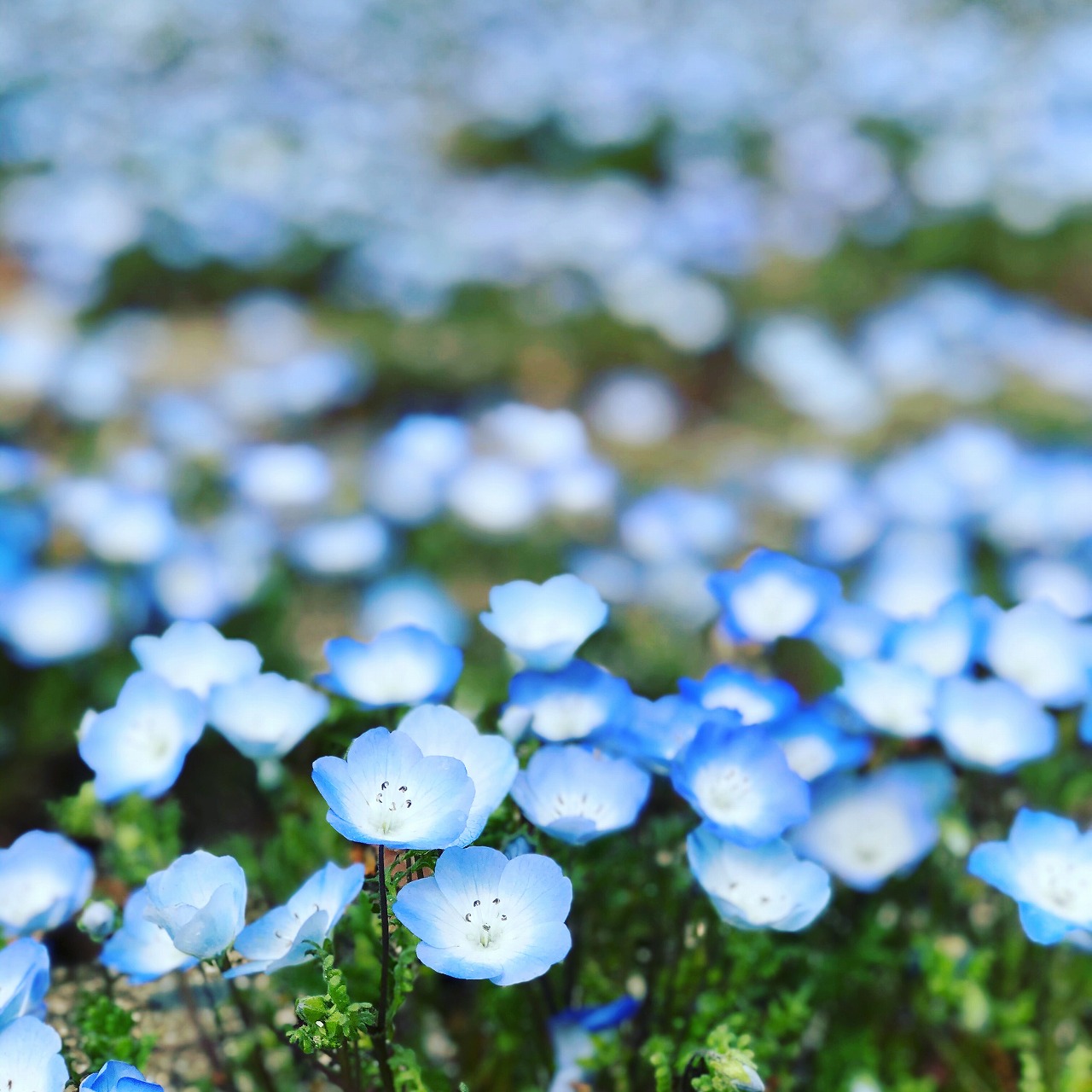 ネモフィラのかわいい寄せ植えを作りませんか？