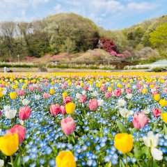 チューリップ | 春