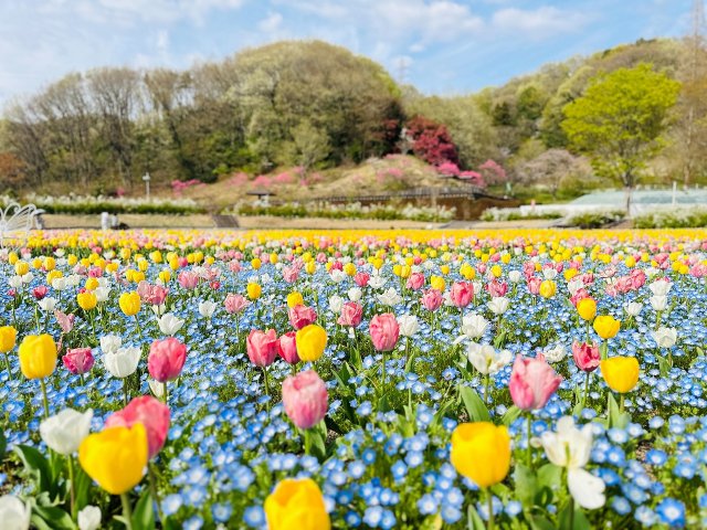 チューリップ | 春