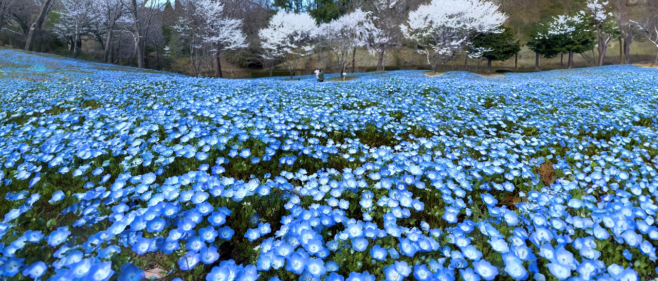 春のフラワーフェスティバル