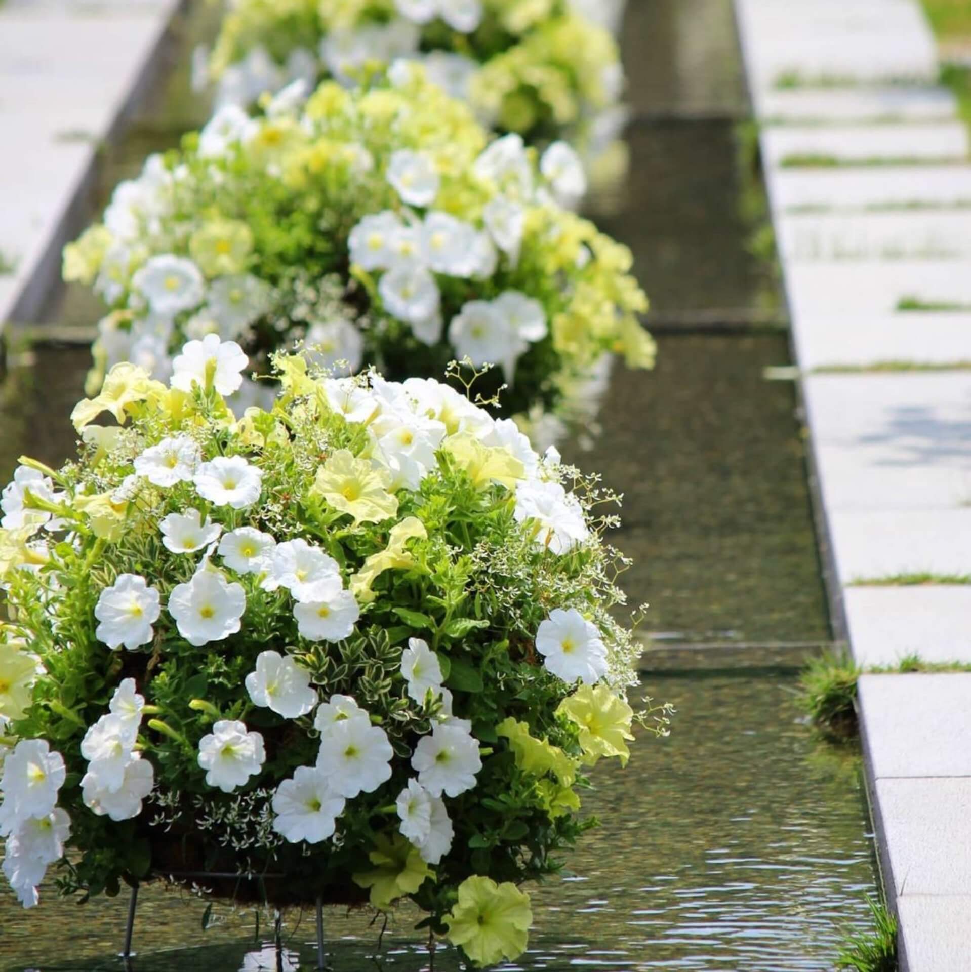 ハンギングバスケット展　作品募集