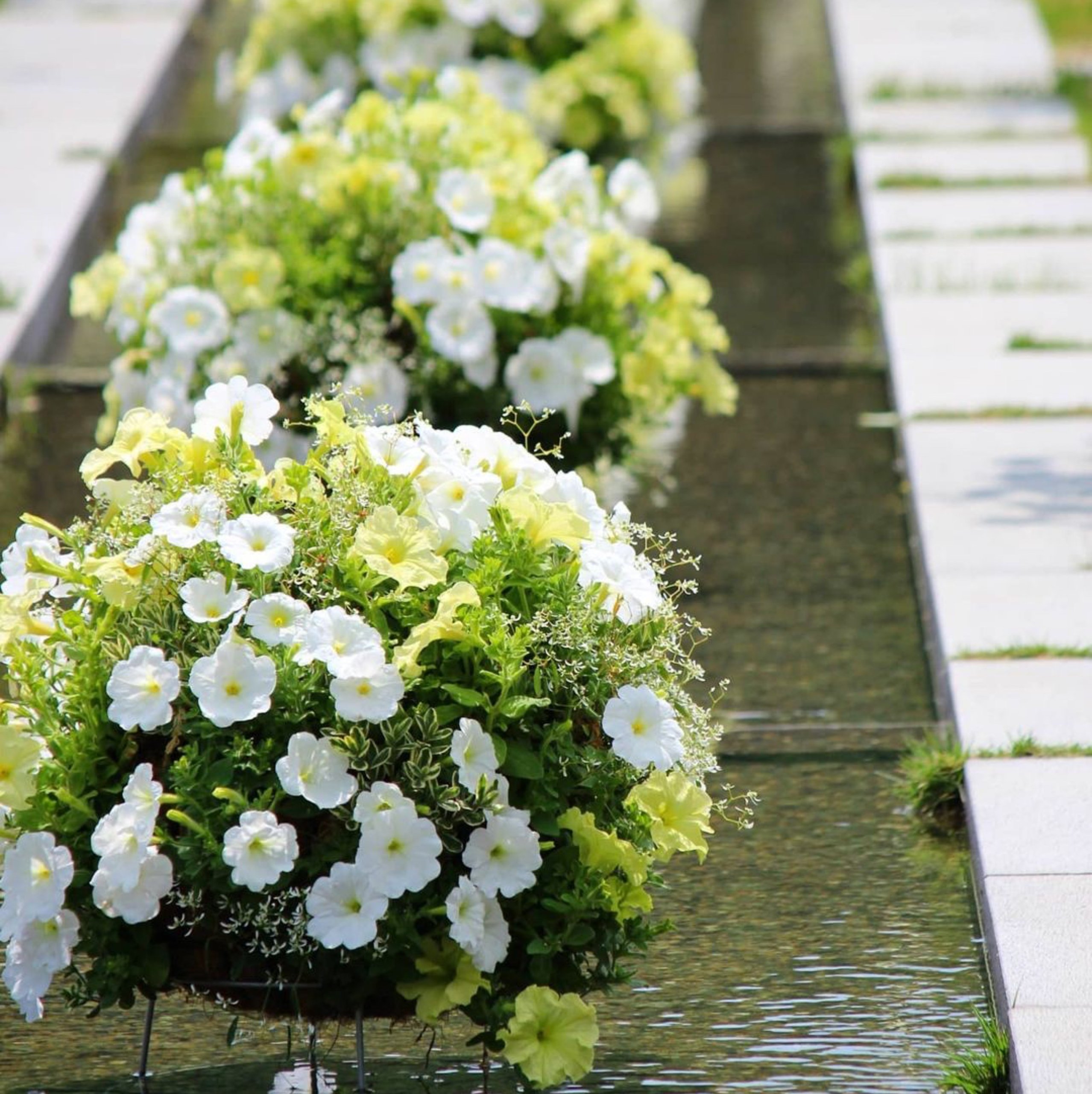 ハンギングバスケット展　作品募集 | イベント