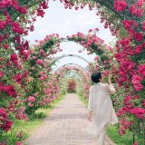 春のローズフェスティバル～ひらく香り、心ときめく | イベント